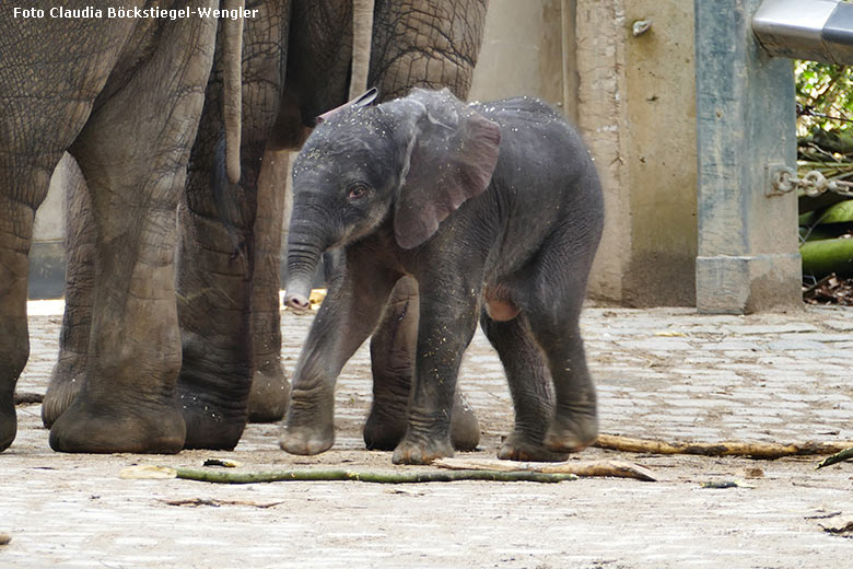 Afrikanisches Elefanten-Jungtier TSAVO am 7. März 2020 auf der Außenanlage am Elefanten-Haus im Grünen Zoo Wuppertal (Foto Claudia Böckstiegel-Wengler)