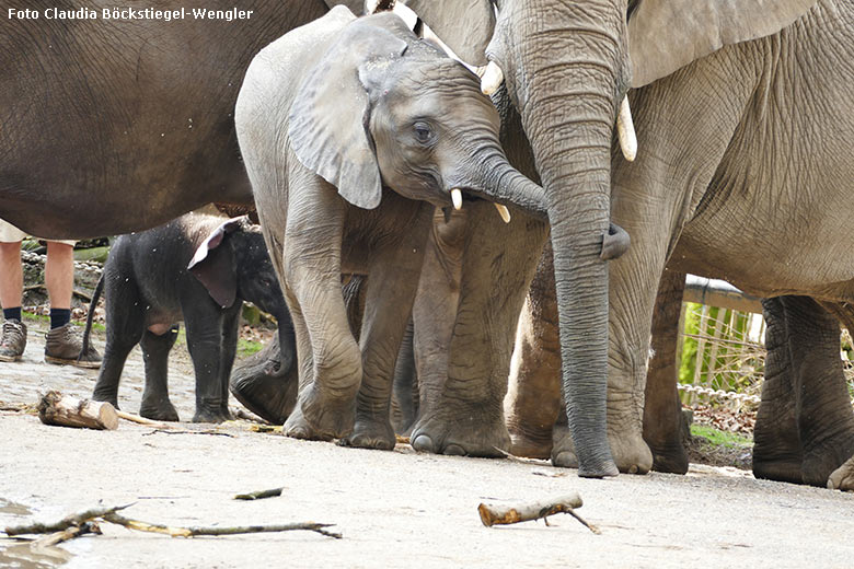 Afrikanisches Elefanten-Jungtier TUFFI am Rüssel seiner Elefanten-Mutter SABIE am 7. März 2020 auf der Außenanlage am Elefanten-Haus im Zoo Wuppertal (Foto Claudia Böckstiegel-Wengler)