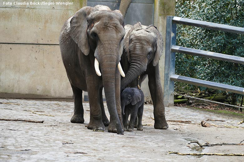 Afrikanisches Elefanten-Jungtier TSAVO am 7. März 2020 auf der Außenanlage am Elefanten-Haus im Wuppertaler Zoo (Foto Claudia Böckstiegel-Wengler)
