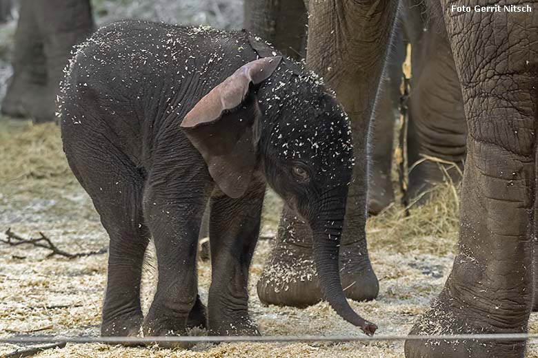 Afrikanisches Elefanten-Jungtier TSAVO am 7. März 2020 im Elefanten-Haus im Zoo Wuppertal (Foto Gerrit Nitsch)