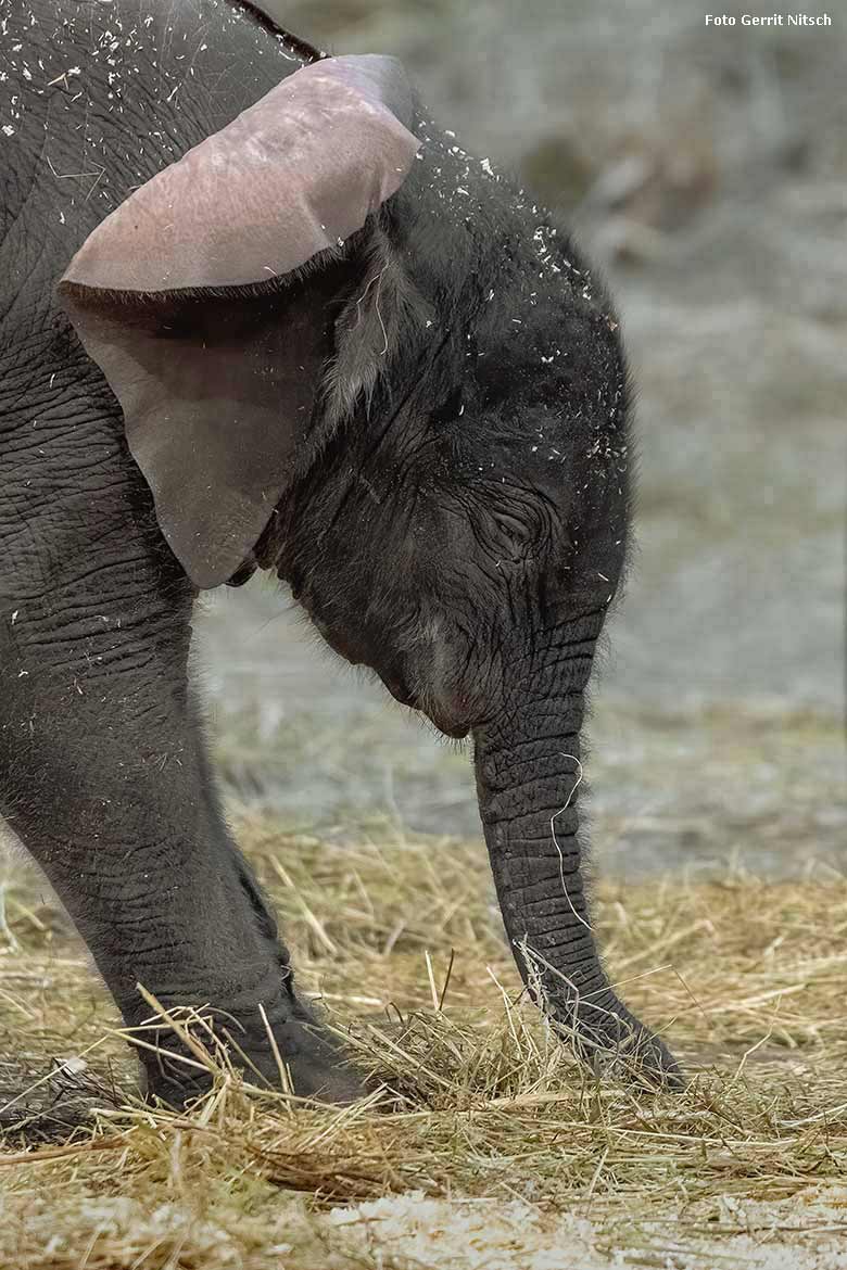 Afrikanisches Elefanten-Jungtier TSAVO mit dem markanten Knicköhrchen am 7. März 2020 im Elefanten-Haus im Zoologischen Garten der Stadt Wuppertal (Foto Gerrit Nitsch)