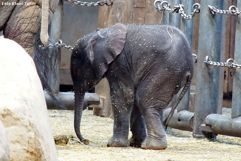 Afrikanisches Elefanten-Jungtier TSAVO am 7. März 2020 im Elefanten-Haus im Zoologischen Garten der Stadt Wuppertal (Foto Klaus Tüller)