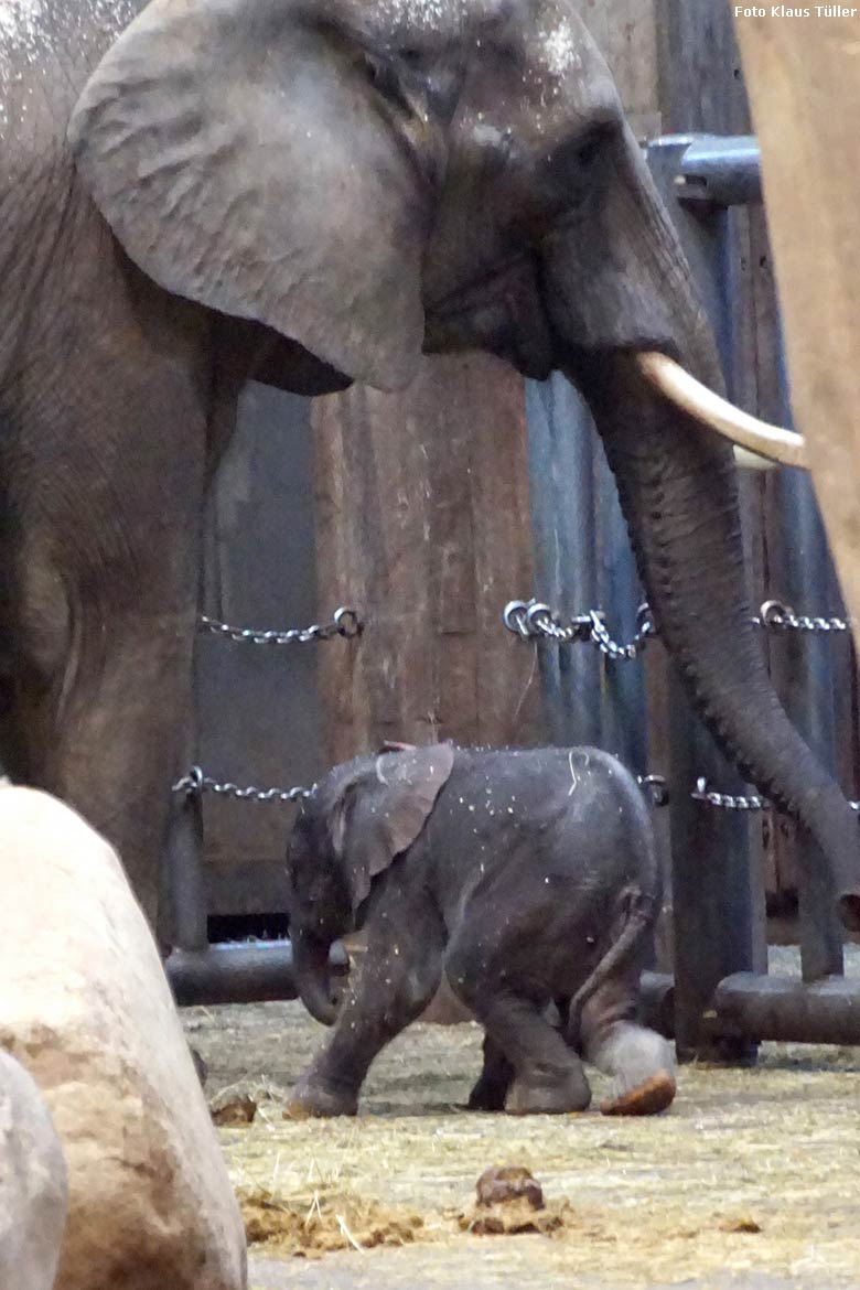 Afrikanisches Elefanten-Jungtier TSAVO mit seiner Elefanten-Mutter SWENI am 7. März 2020 im Elefanten-Haus im Grünen Zoo Wuppertal (Foto Klaus Tüller)