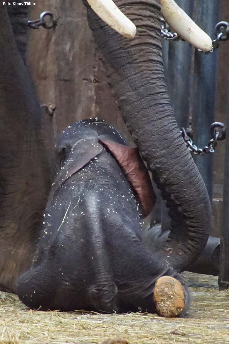 Afrikanisches Elefanten-Jungtier TSAVO mit seiner Elefanten-Mutter SWENI am 7. März 2020 im Elefanten-Haus im Zoo Wuppertal (Foto Klaus Tüller)