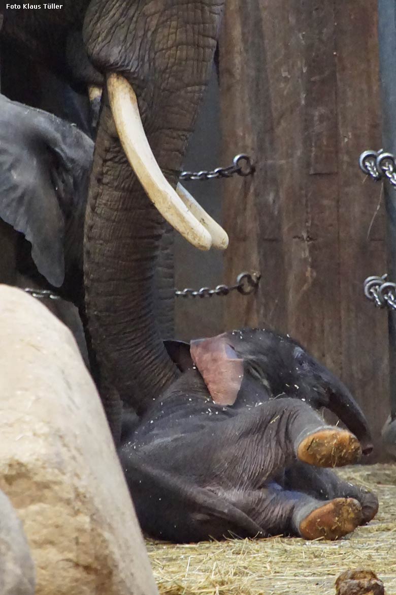 Afrikanisches Elefanten-Jungtier TSAVO mit seiner Elefanten-Mutter SWENI am 7. März 2020 im Elefanten-Haus im Wuppertaler Zoo (Foto Klaus Tüller)