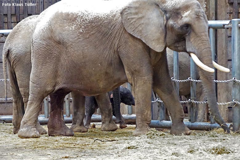 Afrikanisches Elefanten-Jungtier TSAVO mit seiner Elefanten-Mutter SWENI am 7. März 2020 im Elefanten-Haus im Zoologischen Garten Wuppertal (Foto Klaus Tüller)