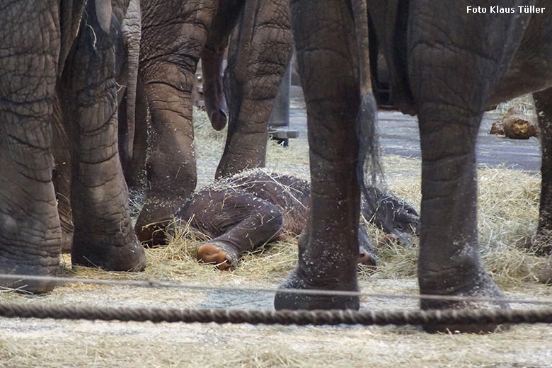 Afrikanisches Elefanten-Jungtier TSAVO am 8. März 2020 im Elefanten-Haus im Grünen Zoo Wuppertal (Foto Klaus Tüller)