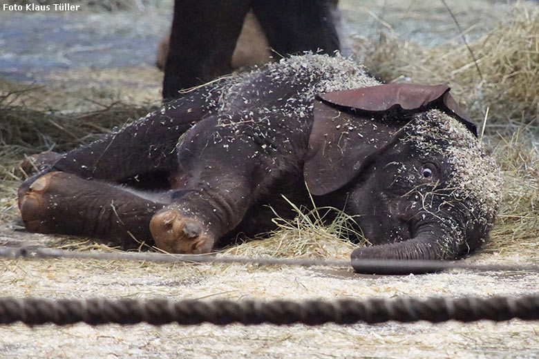 Afrikanisches Elefanten-Jungtier TSAVO am 8. März 2020 im Elefanten-Haus im Zoo Wuppertal (Foto Klaus Tüller)