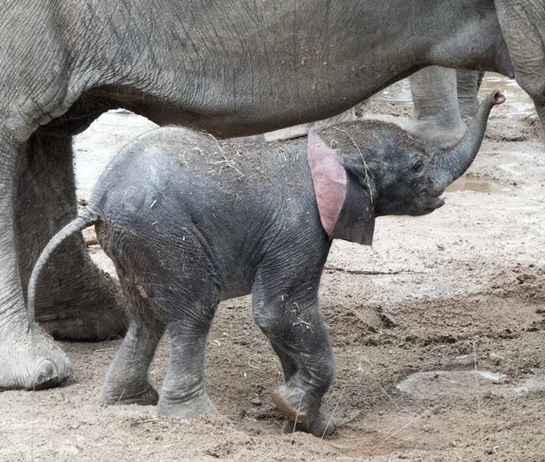 Afrikanisches Elefanten-Jungtier TSAVO am 9. März 2020 auf der Außenanlage im Grünen Zoo Wuppertal