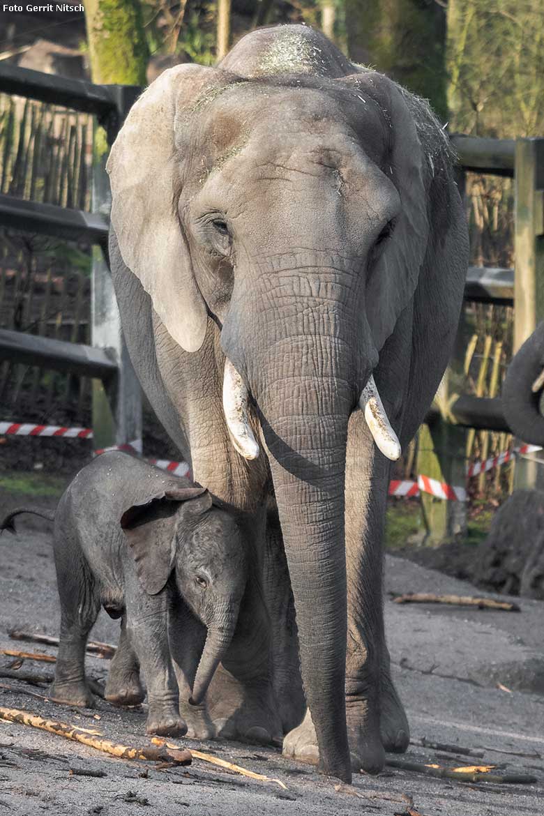 Afrikanisches Elefanten-Jungtier TSAVO mit seiner Mutter SWENI am 14. März 2020 auf der Außenanlage im Grünen Zoo Wuppertal (Foto Gerrit Nitsch)