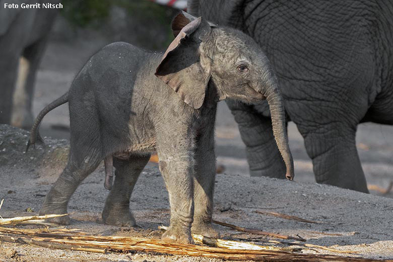 Afrikanisches Elefanten-Jungtier TSAVO am 14. März 2020 auf der Außenanlage im Wuppertaler Zoo (Foto Gerrit Nitsch)