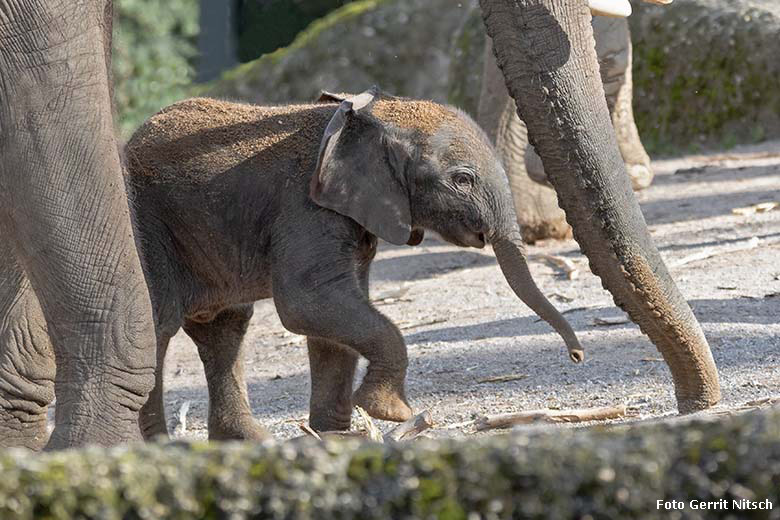 Afrikanisches Elefanten-Jungtier TSAVO am 14. März 2020 auf der Außenanlage im Wuppertaler Zoo (Foto Gerrit Nitsch)