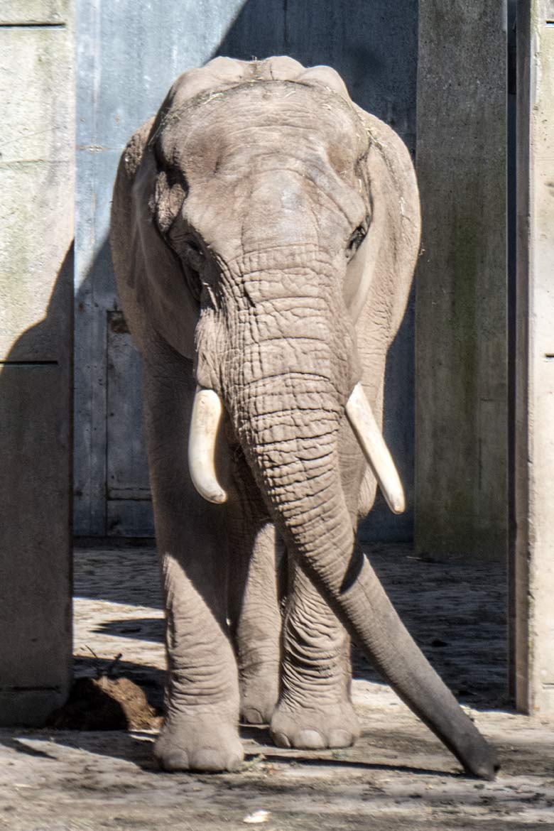 Blick vom Boettingerweg auf den Afrikanischen Elefanten-Bullen TOOTH am 22. März 2020 auf der Bullen-Außenanlage am Elefanten-Haus im Zoologischen Garten Wuppertal