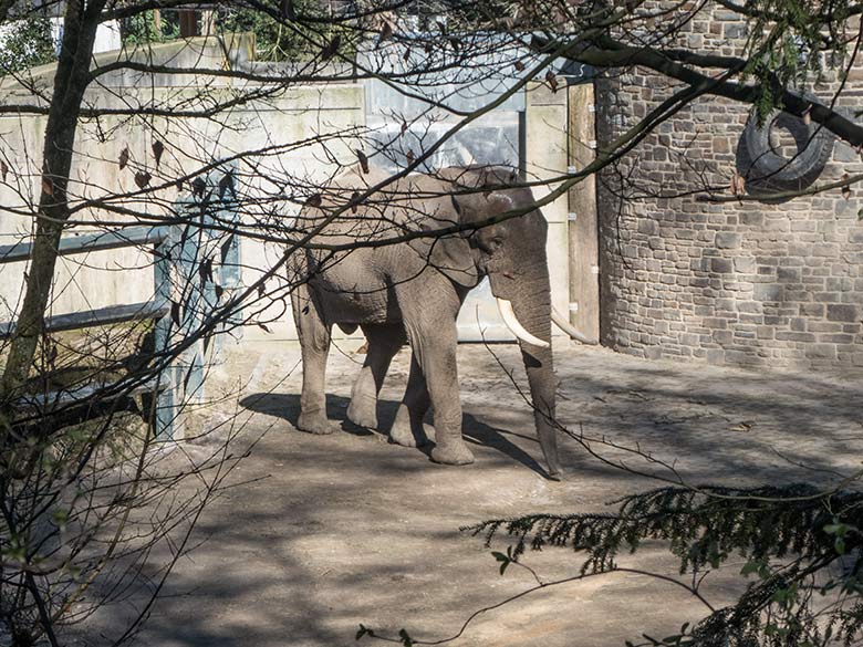 Blick vom Boettingerweg auf den Afrikanischen Elefanten-Bullen TOOTH am 22. März 2020 auf der Bullen-Außenanlage am Elefanten-Haus im Zoo Wuppertal