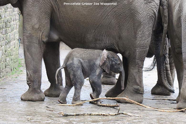 Männliches Afrikanisches Elefanten-Jungtier TSAVO am 11. März 2020 auf der Außenanlage am Elefanten-Haus im Grünen Zoo Wuppertal (Pressefoto Grüner Zoo Wuppertal)