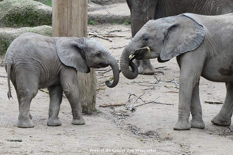 Afrikanische Elefanten-Jungtiere GUS und TUFFI am 14. März 2020 auf der Außenanlage am Elefanten-Haus im Wuppertaler Zoo (Pressefoto Grüner Zoo Wuppertal)