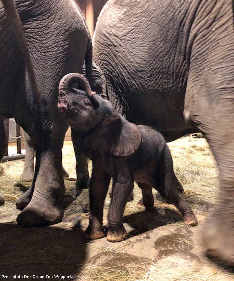 Weibliches Afrikanisches Elefanten-Jungtier KIMANA am 21. April 2020 um 1:02 Uhr im Elefanten-Haus im Zoologischen Garten Wuppertal (Pressefoto Grüner Zoo Wuppertal)