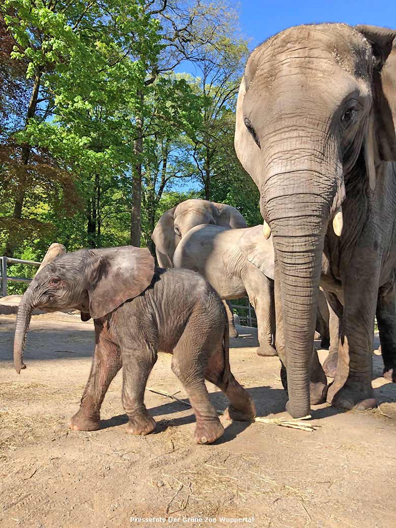 Weibliches Afrikanisches Elefanten-Jungtier KIMANA mit Elefanten-Mutter TIKA am 21. April 2020, um 10:17 Uhr, auf der Außenanlage am Elefanten-Haus im Wuppertaler Zoo (Pressefoto Grüner Zoo Wuppertal)