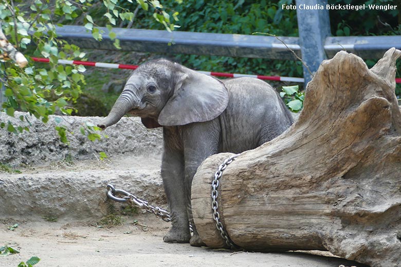 Elefanten-Jungtier KIMANA am 14. Mai 2020 auf der Außenanlage im Grünen Zoo Wuppertal (Foto Claudia Böckstiegel-Wengler)