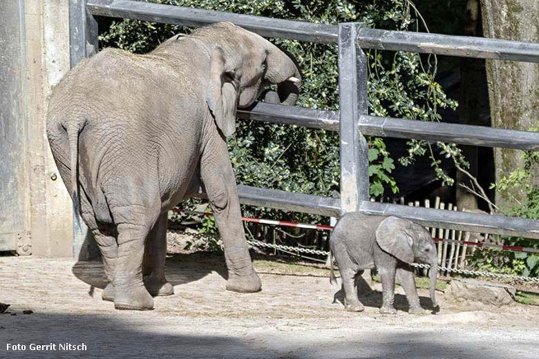 Elefanten-Kuh TIKA mit ihrem Jungtier KIMANA am 14. Mai 2020 auf der Außenanlage im Grünen Zoo Wuppertal (Foto Gerrit Nitsch)