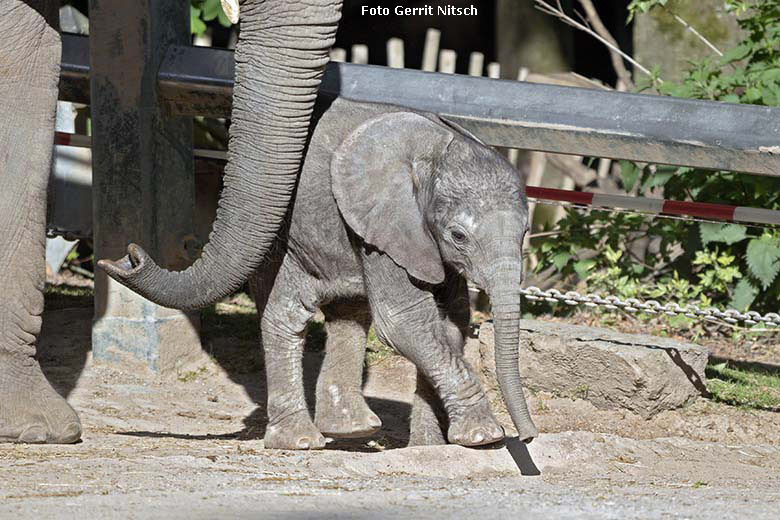 Elefanten-Jungtier KIMANA am 14. Mai 2020 auf der Außenanlage im Zoo Wuppertal (Foto Gerrit Nitsch)