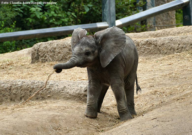 Afrikanisches Elefanten-Jungtier am 20. Mai 2020 auf der Außenanlage im Grünen Zoo Wuppertal (Foto Claudia Böckstiegel-Wengler)