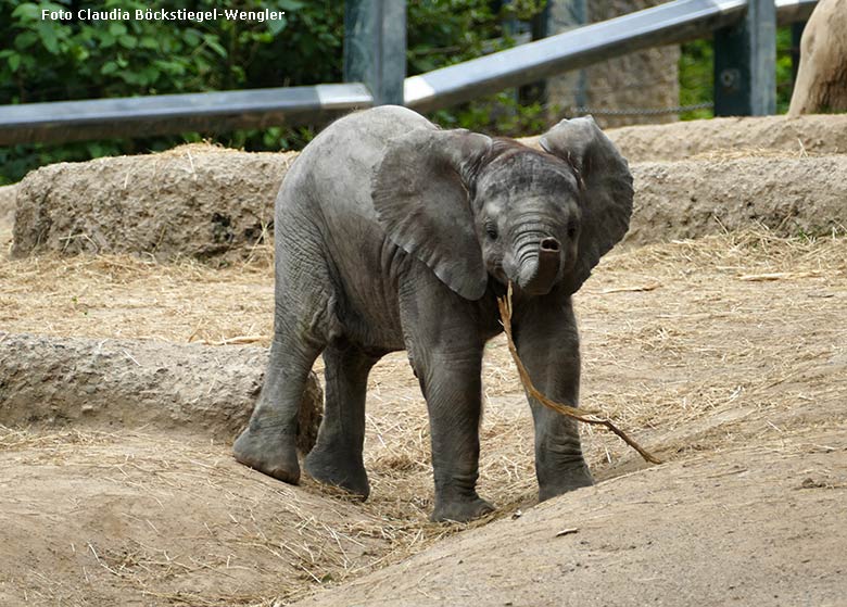 Afrikanisches Elefanten-Jungtier am 20. Mai 2020 auf der Außenanlage im Zoologischen Garten Wuppertal (Foto Claudia Böckstiegel-Wengler)