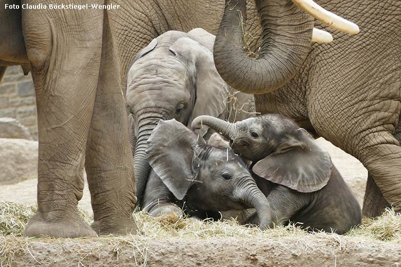 Afrikanische Elefanten am 20. Mai 2020 auf der Außenanlage im Zoo Wuppertal (Foto Claudia Böckstiegel-Wengler)