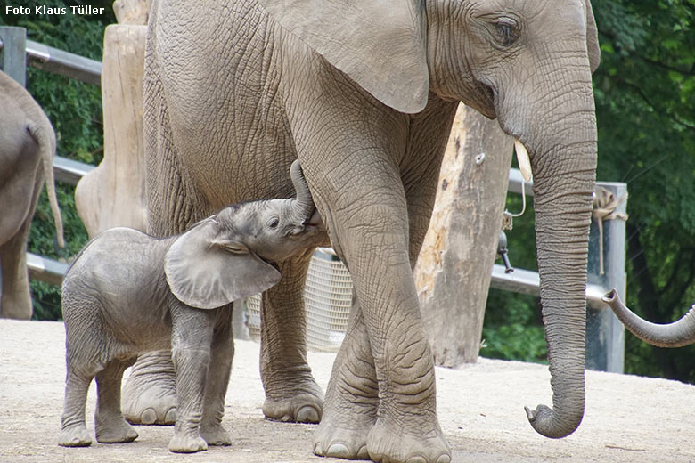 Afrikanische Elefanten am 20. Mai 2020 auf der Außenanlage am Elefanten-Haus im Zoologischen Garten Wuppertal (Foto Klaus Tüller)