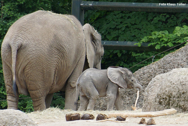 Afrikanische Elefanten am 20. Mai 2020 auf der Außenanlage am Elefanten-Haus im Grünen Zoo Wuppertal (Foto Klaus Tüller)