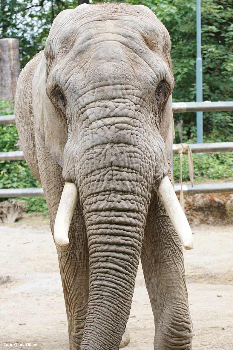 Afrikanischer Elefanten-Bulle TOOTH am 25. Mai 2020 auf der Bullen-Außenanlage am Elefanten-Haus im Zoo Wuppertal (Foto Klaus Tüller)