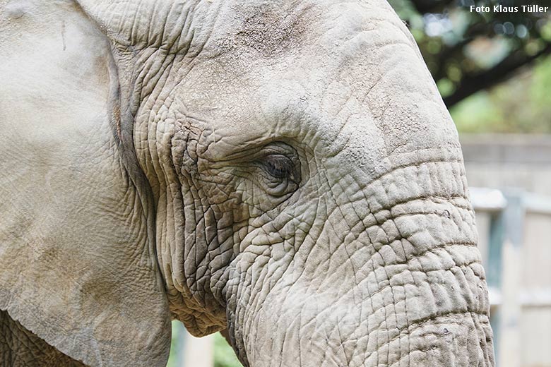 Afrikanischer Elefanten-Bulle TOOTH am 25. Mai 2020 auf der Bullen-Außenanlage am Elefanten-Haus im Wuppertaler Zoo (Foto Klaus Tüller)