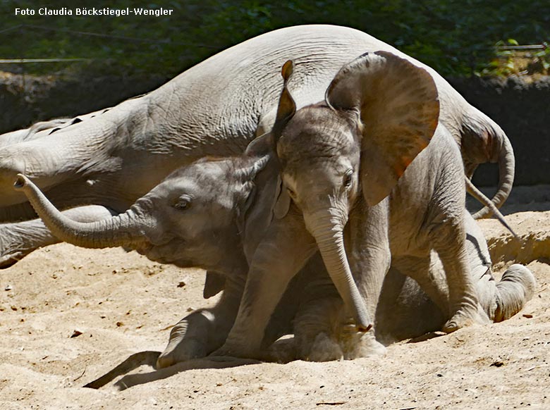 Spielende Afrikanische Elefanten-Jungtiere am 28. Mai 2020 auf der Außenanlage am Elefanten-Haus im Grünen Zoo Wuppertal (Foto Claudia Böckstiegel-Wengler)