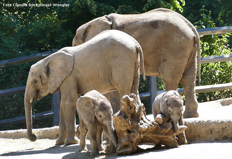 Spielende Afrikanische Elefanten-Jungtiere TSAVO und KIMANA am 28. Mai 2020 auf der Außenanlage am Elefanten-Haus im Zoo Wuppertal (Foto Claudia Böckstiegel-Wengler)