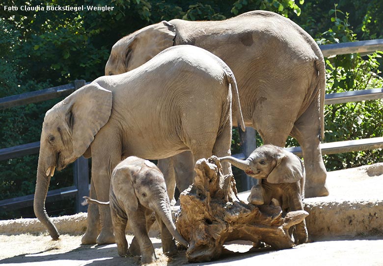 Spielende Afrikanische Elefanten-Jungtiere TSAVO und KIMANA am 28. Mai 2020 auf der Außenanlage am Elefanten-Haus im Wuppertaler Zoo (Foto Claudia Böckstiegel-Wengler)