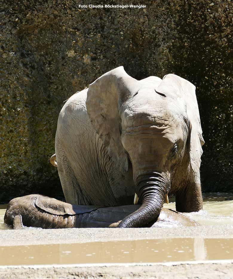 Badende Elefanten-Jungtiere am 12. Juni 2020 an der Wasserstelle auf der Außenanlage im Grünen Zoo Wuppertal (Foto Claudia Böckstiegel-Wengler)