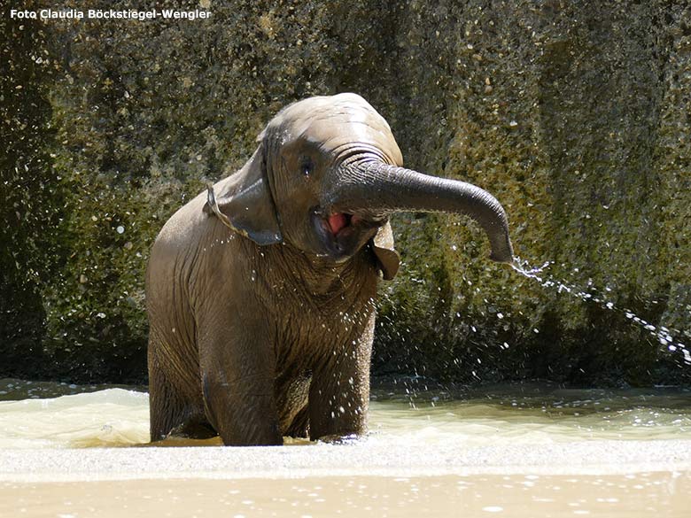 Badendes Elefanten-Jungtier am 12. Juni 2020 an der Wasserstelle auf der Außenanlage im Zoo Wuppertal (Foto Claudia Böckstiegel-Wengler)