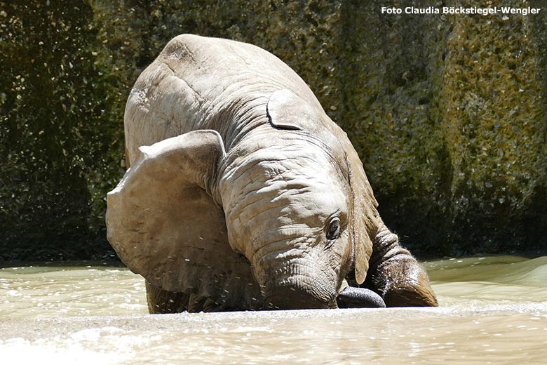 Badendes Elefanten-Jungtier am 12. Juni 2020 an der Wasserstelle auf der Außenanlage im Wuppertaler Zoo (Foto Claudia Böckstiegel-Wengler)