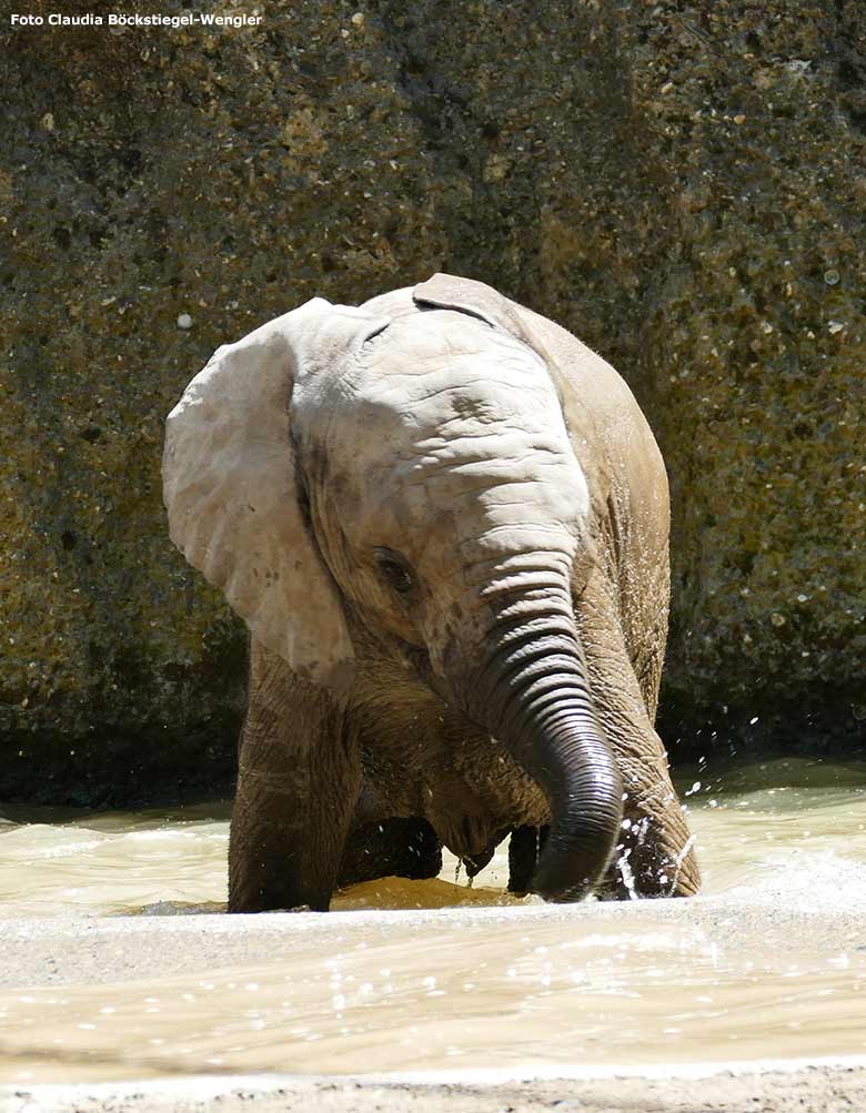 Badendes Elefanten-Jungtier am 12. Juni 2020 an der Wasserstelle auf der Außenanlage im Zoologischen Garten der Stadt Wuppertal (Foto Claudia Böckstiegel-Wengler)