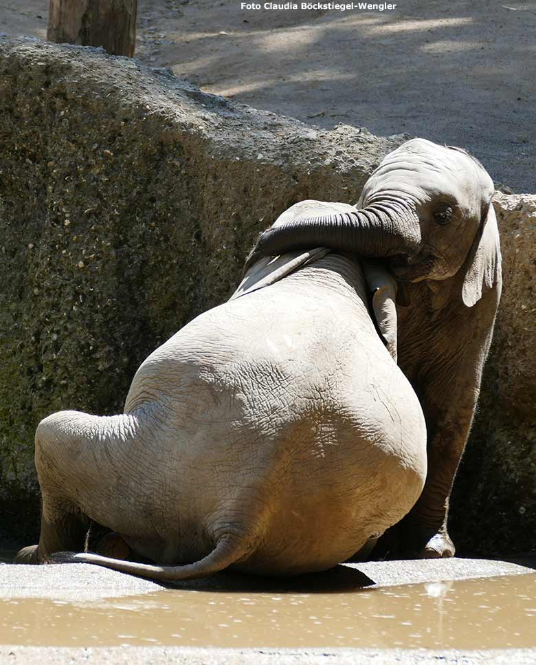 Badende Elefanten-Jungtiere am 12. Juni 2020 an der Wasserstelle auf der Außenanlage im Grünen Zoo Wuppertal (Foto Claudia Böckstiegel-Wengler)