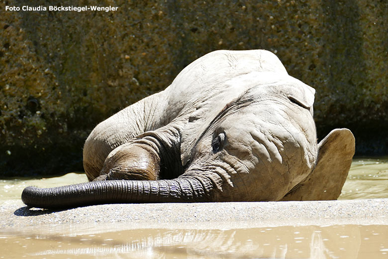 Badendes Elefanten-Jungtier am 12. Juni 2020 an der Wasserstelle auf der Außenanlage im Zoo Wuppertal (Foto Claudia Böckstiegel-Wengler)