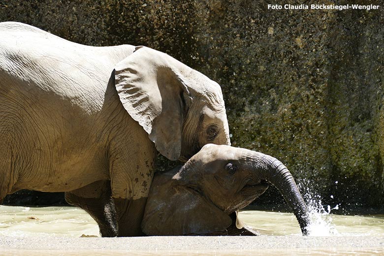 Badende Elefanten-Jungtiere am 12. Juni 2020 an der Wasserstelle auf der Außenanlage im Wuppertaler Zoo (Foto Claudia Böckstiegel-Wengler)