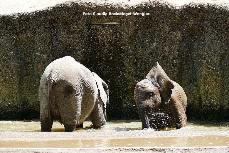 Badende Elefanten-Jungtiere am 12. Juni 2020 an der Wasserstelle auf der Außenanlage im Zoologischen Garten Wuppertal (Foto Claudia Böckstiegel-Wengler)