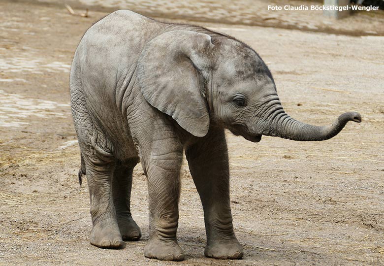 Elefanten-Jungtier am 15. Juni 2020 auf der Außenanlage im Zoologischen Garten der Stadt Wuppertal (Foto Claudia Böckstiegel-Wengler)