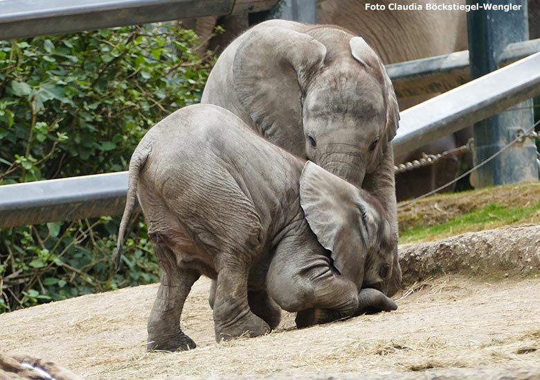 Elefanten-Jungtiere am 15. Juni 2020 auf der Außenanlage im Grünen Zoo Wuppertal (Foto Claudia Böckstiegel-Wengler)