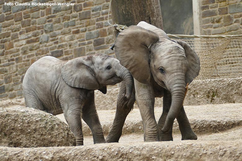 Elefanten-Jungtiere am 15. Juni 2020 auf der Außenanlage im Wuppertaler Zoo (Foto Claudia Böckstiegel-Wengler)