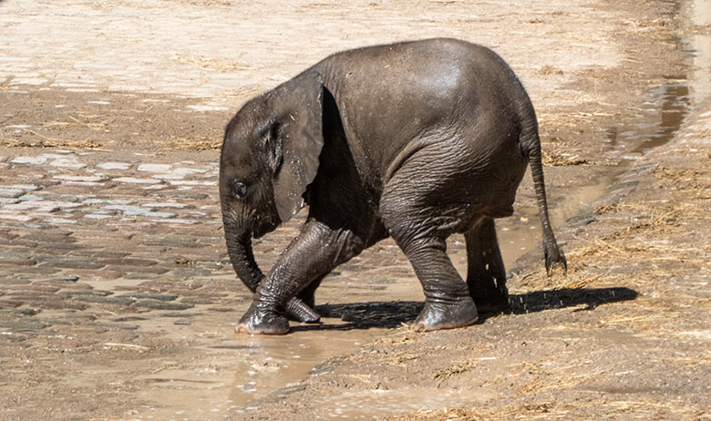 Afrikanisches Elefanten-Jungtier KIMANA am 26. Juni 2020 auf der Außenanlage am Elefanten-Haus im Wuppertaler Zoo