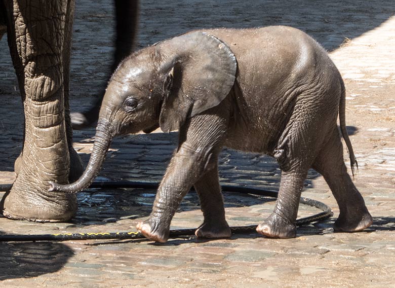 Afrikanisches Elefanten-Jungtier KIMANA am 26. Juni 2020 auf der Außenanlage am Elefanten-Haus im Zoo Wuppertal