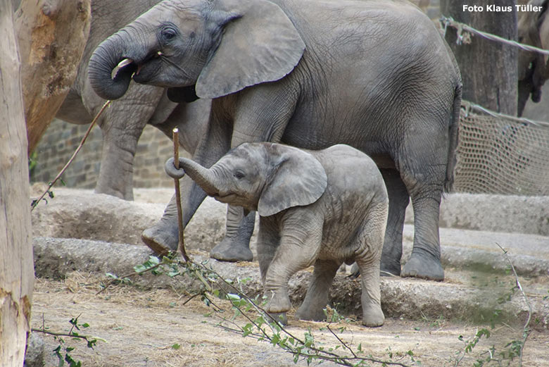 Elefanten-Jungtiere am 29. Juni 2020 auf der Außenanlage am Elefanten-Haus im Zoologischen Garten der Stadt Wuppertal (Foto Klaus Tüller)