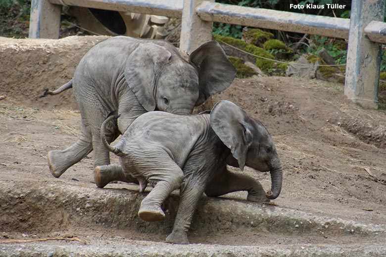 Elefanten-Jungtiere am 29. Juni 2020 auf der Außenanlage am Elefanten-Haus im Zoo Wuppertal (Foto Klaus Tüller)